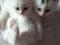 Котята ангорской кошки. Фото 3.
