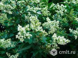 Бирючина обыкновенная. Фото 1.