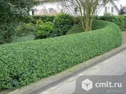 Бирючина обыкновенная. Фото 2.