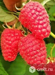 Малина ремонтантная. Фото 1.