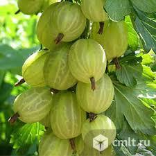 Крыжовник. Фото 1.