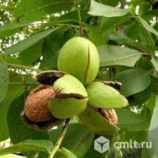 Грецкий орех. Фото 1.