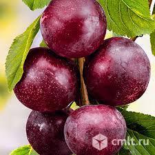 Шарафуга. Фото 1.