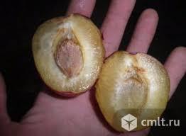 Шарафуга. Фото 2.