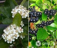 Арония. Фото 1.