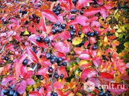 Арония. Фото 2.