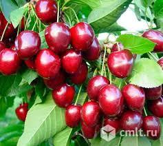 Черешня (подвой антипка). Фото 2.