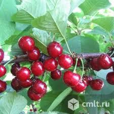 Дюки (подвой антипка). Фото 1.