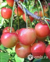 Черешня (подвой антипка). Фото 1.