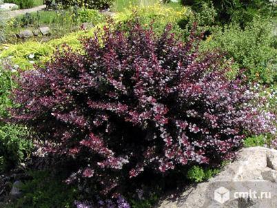 Барбарис Атропурпуреа Нана. Фото 1.