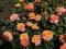 Розы чайно-гибридные. Фото 1.