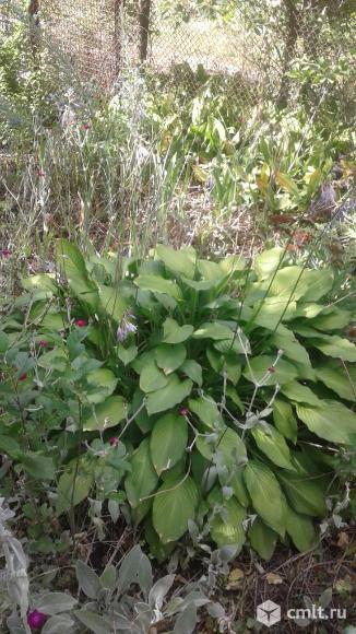 607 км, Ягодка СТ. Дача, 25 кв.м, дерев., погреб. Фото 1.