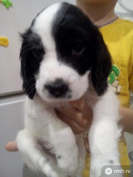 Русские спаниельки. Фото 1.