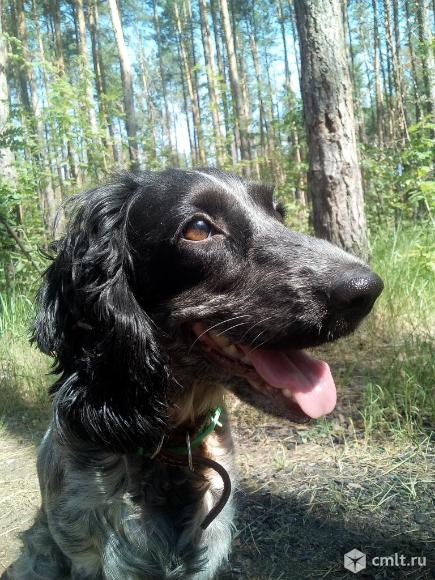 Русские спаниельки. Фото 3.