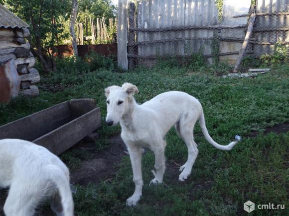 Щенки русской псовой борзой. Фото 7.