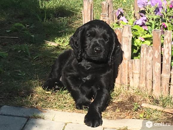 Щенки. Спаниель - Русский охотничий. Фото 1.