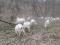 Зааненские козы. Фото 2.