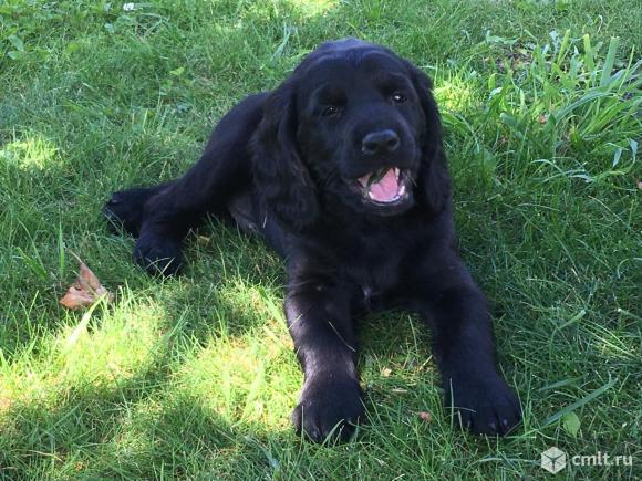 Щенки. Спаниель - Русский охотничий. Фото 5.