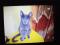 Русской голубой котята, к лотку приучены, от 3 до 8 мес. Фото 4.