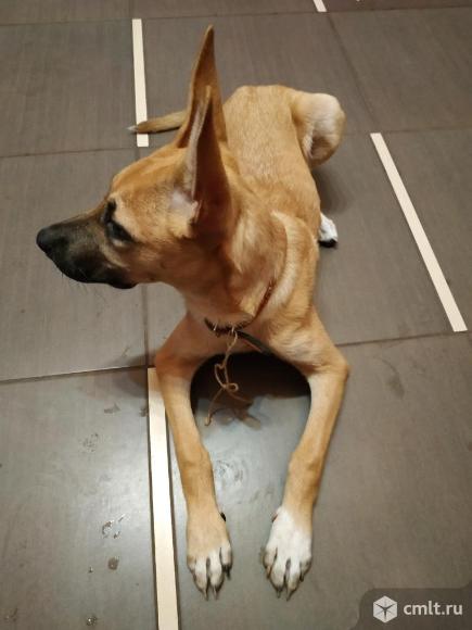 Найдена собака в районе остановки Девицкий Выезд 17 июля.. Фото 1.