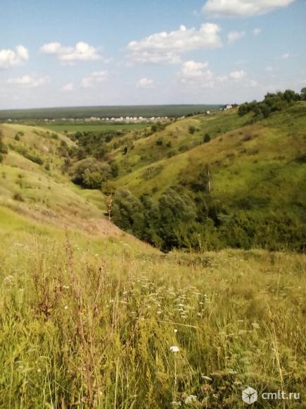 Петино воронежская область фото