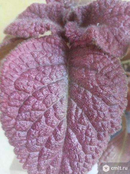 Декоративно- лиственные, глоксинии,колеусы. Фото 1.