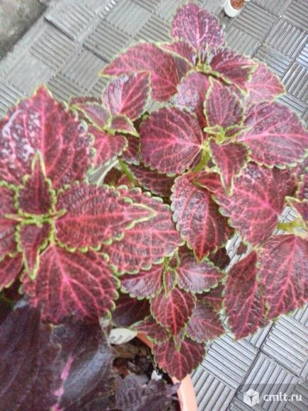 Декоративно- лиственные, глоксинии,колеусы. Фото 13.