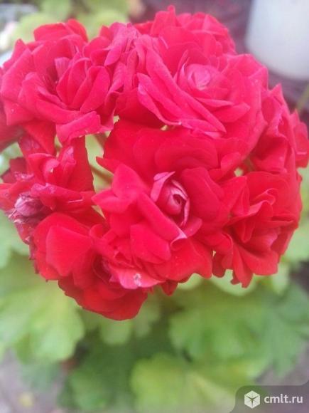 Пеларгонии. Фото 1.