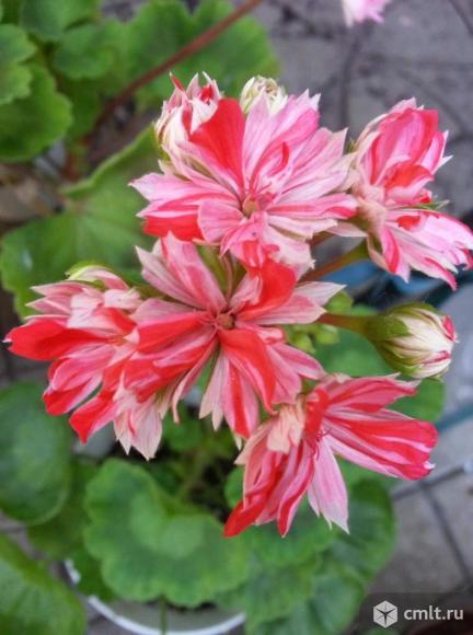 Пеларгонии. Фото 19.