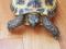 Черепаха сухопутная, бодрая, любит детей, 2 тыс. р. Фото 2.