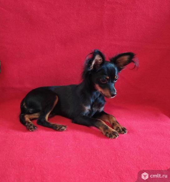 Щенки Русского той терьера длинношерстного. Фото 1.