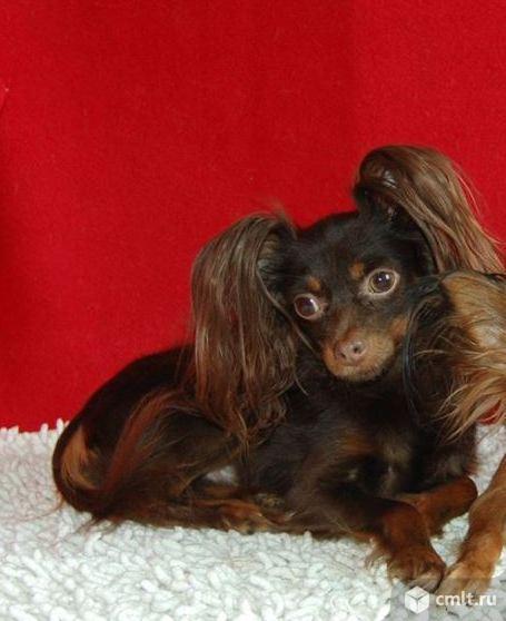 Щенки Русского той терьера длинношерстного. Фото 3.