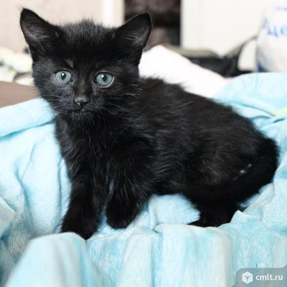 Голубоглазый черный котенок. Фото 1.
