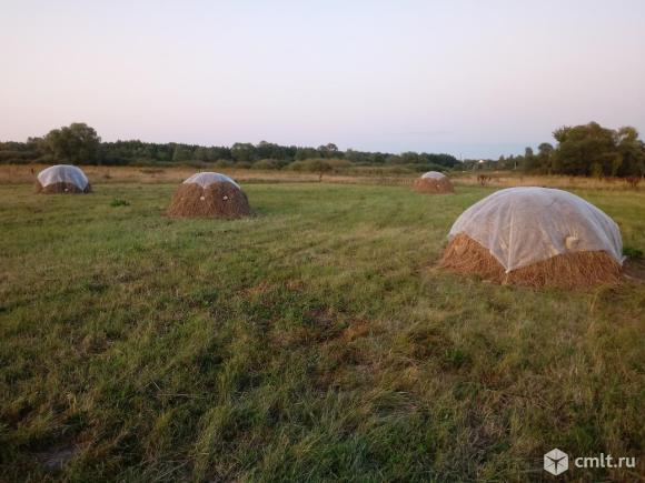 Сено луговое свежее, 1 трактор. Находится в Бабяково. Фото 1.