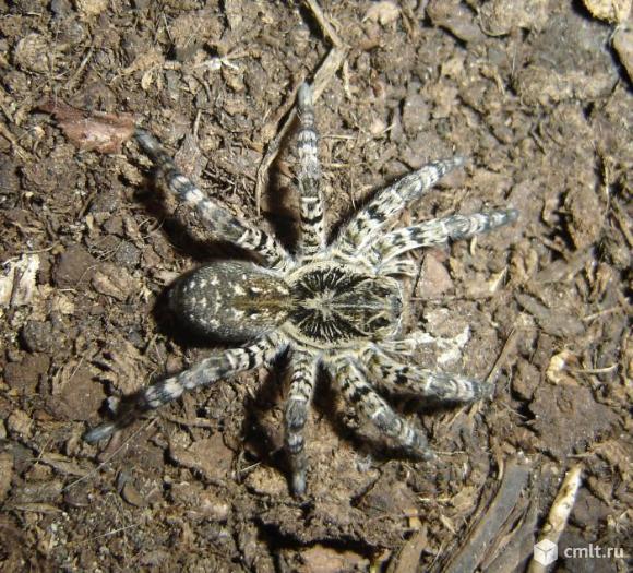 Паук мизгирь фото и описание Южнорусский тарантул (Lycosa singoriensis) - Воронеж - Доска объявлений Камелот