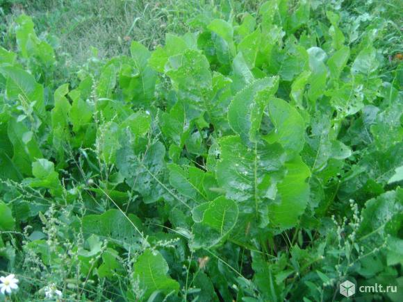 Хрен, саженцы винограда, сливы, др.. Фото 1.