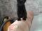 Черный котенок в добрые руки. Фото 1.