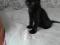 Черный котенок в добрые руки. Фото 3.