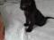 Черный котенок в добрые руки. Фото 4.