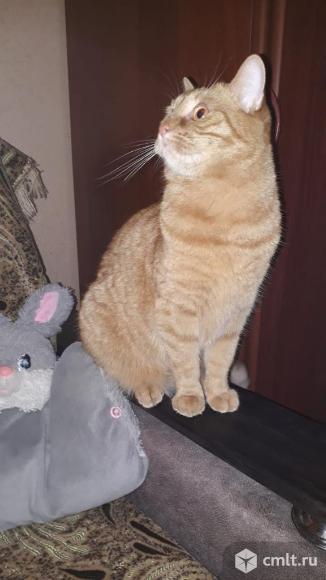 Потерялся молодой рыжий кот Барсик в СТ Дубрава, за Шуберской. Фото 1.