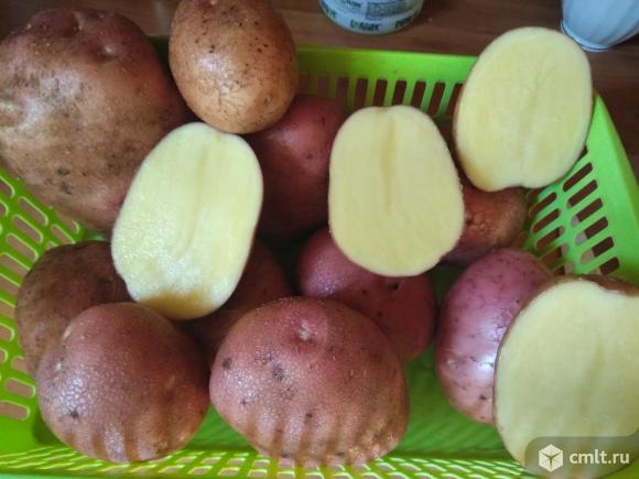 Картофель Беллароза 5+. Фото 1.