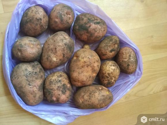 Картофель Беллароза 5+. Фото 3.