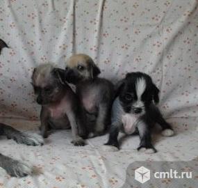 Китайская хохлатая голые девочки. Фото 1.