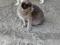 Британского котенка, девочка, 4 мес., к лотку приучен. Фото 1.
