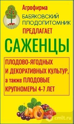 Плодопитомник бабяково воронежская область