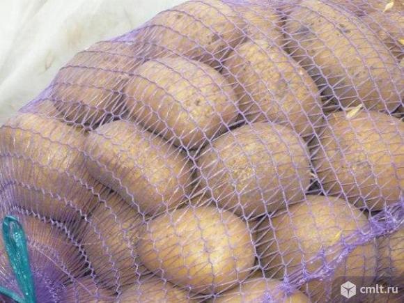Продовольственный картофель в розницу в Воронеже. Фото 1.