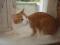 Красавец кот Боня - в ответственные руки. Фото 1.