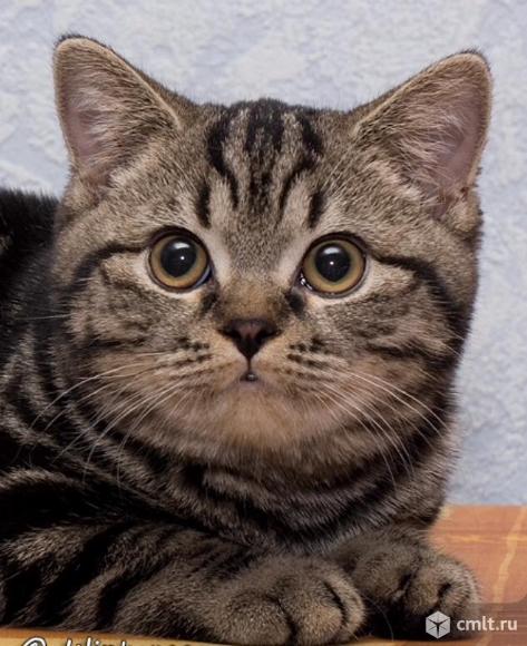 Британская мраморная. Фото 1.