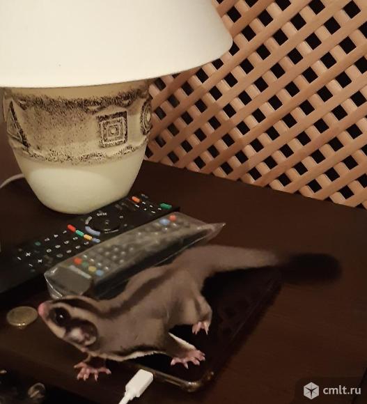 Сахарный поссум