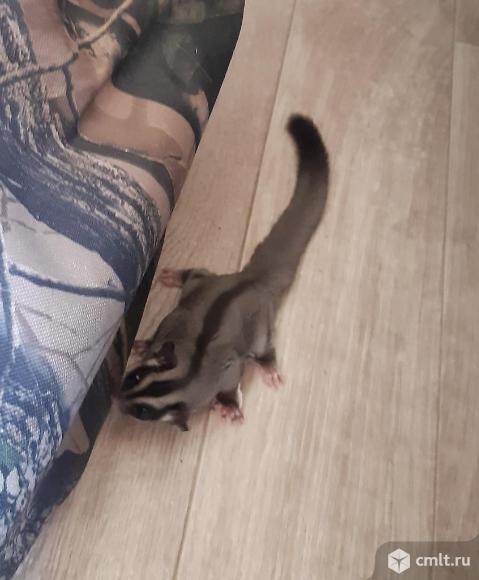 белка летяга